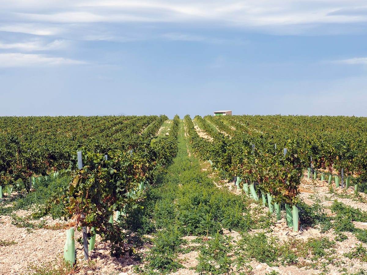 Más ayudas, menos beneficiarios: el 1% de los perceptores privados de la PAC de 2024 concentró una cuarta parte de las ayudas